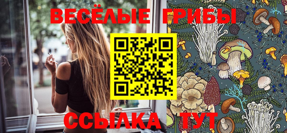Псилоцибиновые грибы Psilocybe Сосновоборск